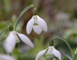 Galanthus Ketton